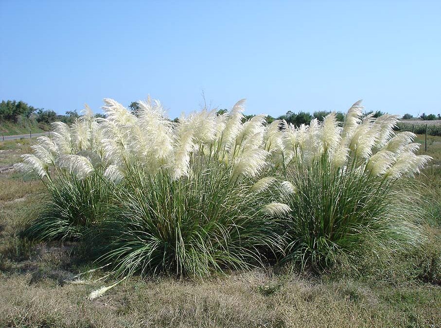 L'herbe de la pampa, une plante invasive – Penmarc'h