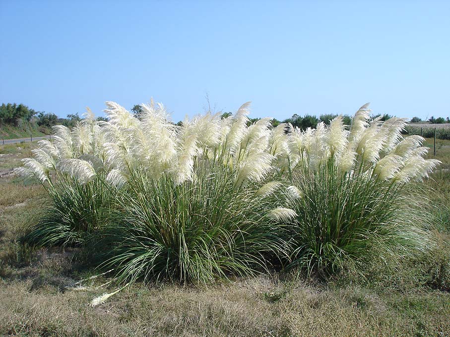 L'herbe de la pampa, une plante invasive – Penmarc'h