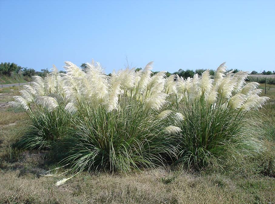 Coupe de plumeaux d'herbe de la pampa aujourd'hui, mardi 21 septembre 2021  au Ster – Penmarc'h